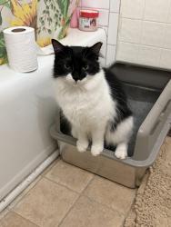 Lost Female Cat last seen Behind my home last where I saw her, Raleigh, NC 27610