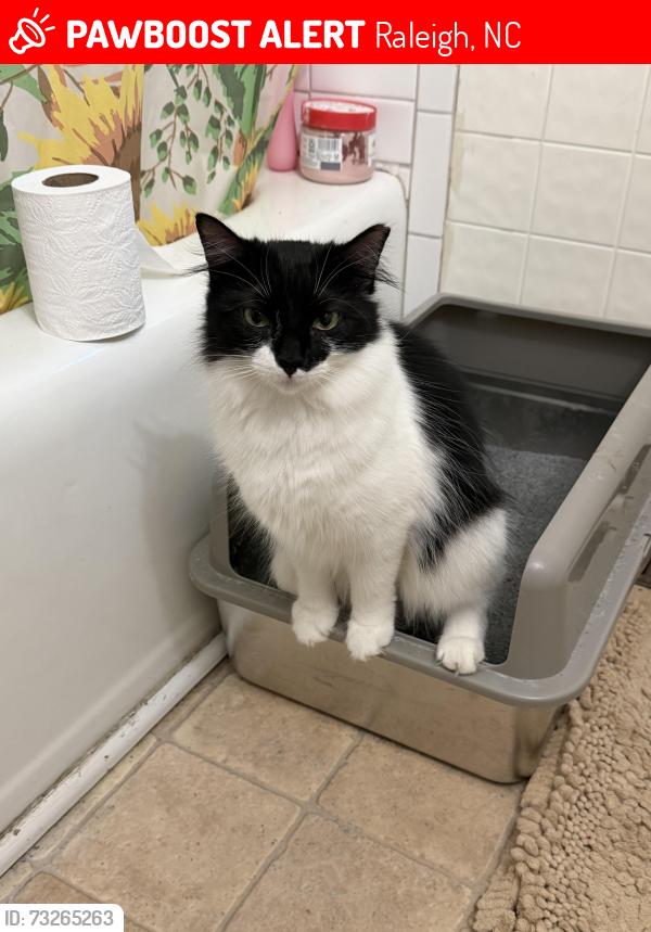 Lost Female Cat last seen Behind my home last where I saw her, Raleigh, NC 27610