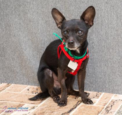 Shelter Stray Male Dog last seen 1220,s campbell ave, Hamilton, OH, 1820 Princeton Rd, Hamilton, OH 45011, USA