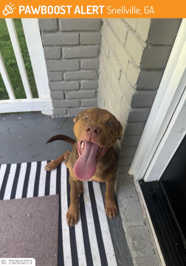 Found/Stray Male Dog last seen Collinswood, Snellville, GA 30078
