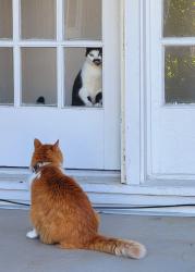 Lost Female Cat last seen Grandview/57th & Yarrow St in Olde Town Arvada, Arvada, CO 80002