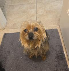 Reunited Female Dog last seen Behind the Michocana Shopping Center, Humble, TX 77346