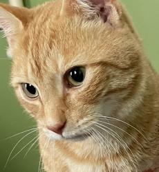 Lost Male Cat last seen Route 33 and route 550, Dover Township, OH 45761