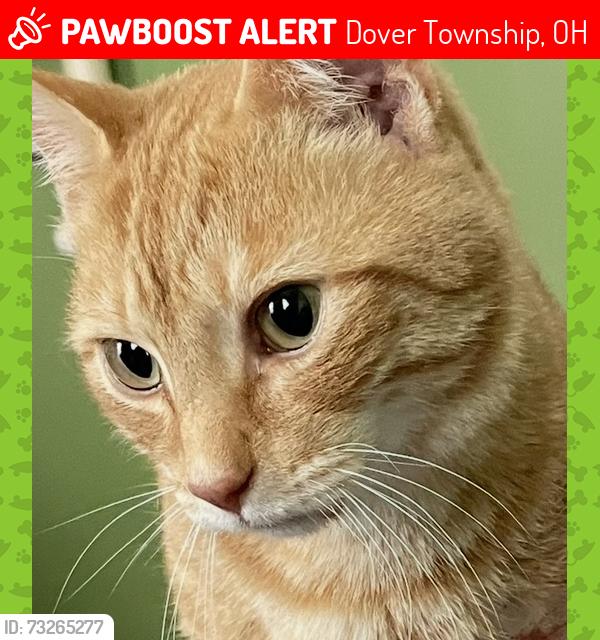 Lost Male Cat last seen Route 33 and route 550, Dover Township, OH 45761
