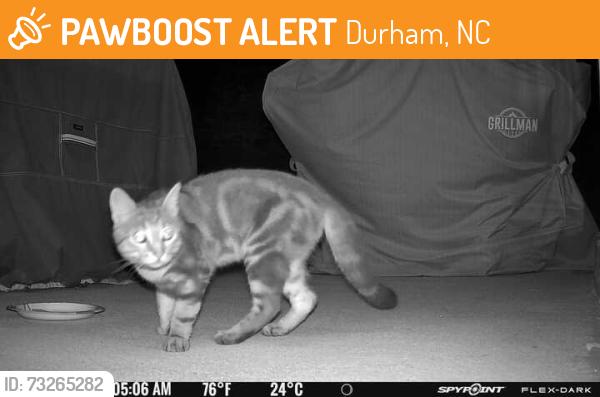 Found/Stray Unknown Cat last seen Near NC-55 and Riddle Road, Durham, NC 27713
