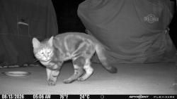 Found/Stray Unknown Cat last seen Near NC-55 and Riddle Road, Durham, NC 27713