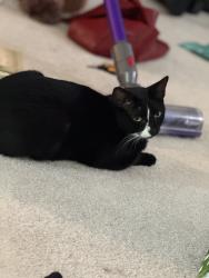 Reunited Female Cat last seen Bridle Ridge Ln / Steeplechase Run Ln, Manassas, VA 20110