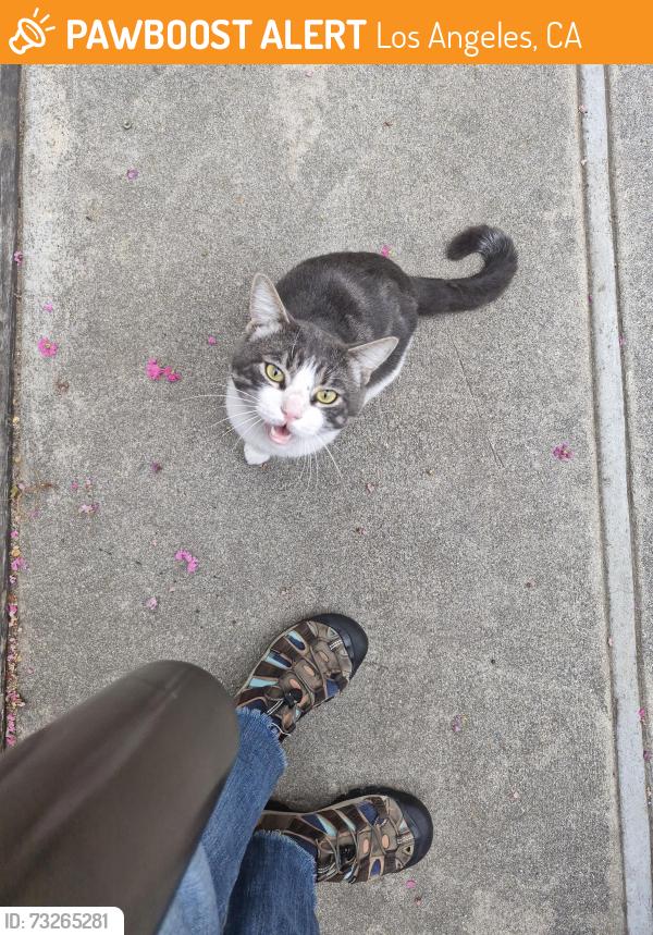Found/Stray Male Cat last seen Corteen, between Chandler and Magnolia, Los Angeles, CA 91607