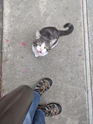 Found/Stray Male Cat last seen Corteen, between Chandler and Magnolia, Los Angeles, CA 91607