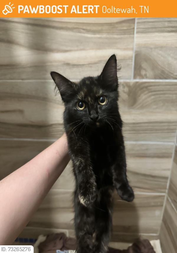 Found/Stray Female Cat last seen georgetown rd in colledgedale, Ooltewah, TN 37363