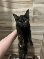 Found/Stray Female Cat last seen georgetown rd in colledgedale, Ooltewah, TN 37363
