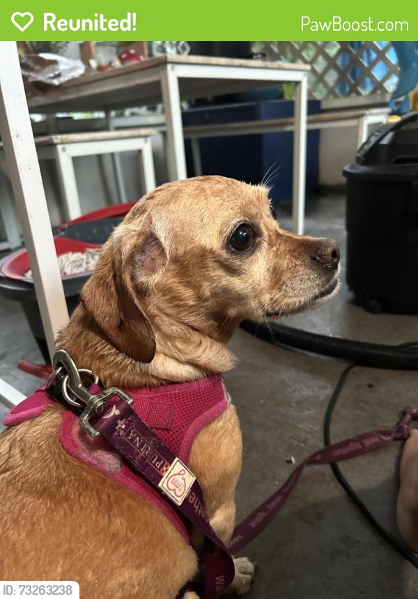 Reunited Female Dog last seen N/A, St. Cloud, FL 34769