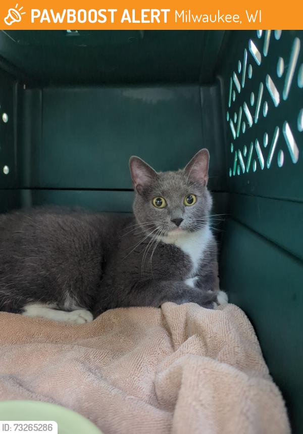 Found/Stray Unknown Cat last seen Howell & Schiller, Milwaukee, WI 53207