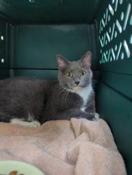 Found/Stray Unknown Cat last seen Howell & Schiller, Milwaukee, WI 53207