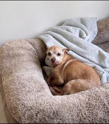 Lost Female Dog last seen Near Lori st, Valdosta, GA 31605