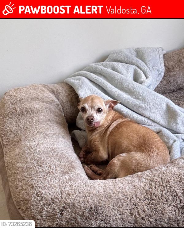 Lost Female Dog last seen Near Lori st, Valdosta, GA 31605