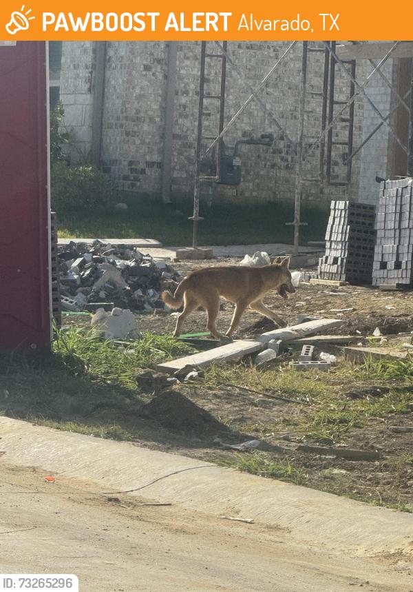 Found/Stray Unknown Dog last seen Rock sparrow ln, Alvarado, TX 76009
