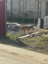 Found/Stray Unknown Dog last seen Rock sparrow ln, Alvarado, TX 76009