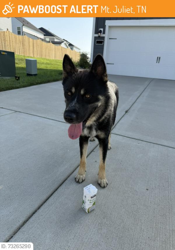 Found/Stray Male Dog last seen Hickory Ridge & Martha Leeville, Publix 109, Mt. Juliet, TN 37122