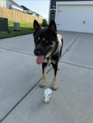Found/Stray Male Dog last seen Hickory Ridge & Martha Leeville, Publix 109, Mt. Juliet, TN 37122