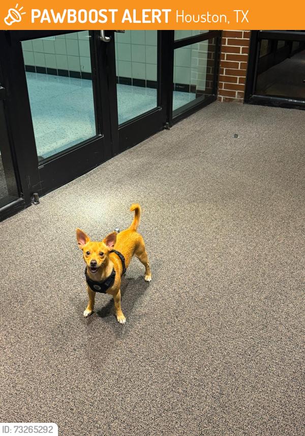 Found/Stray Male Dog last seen Alief, Houston, TX 77072