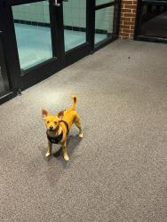 Found/Stray Male Dog last seen Alief, Houston, TX 77072