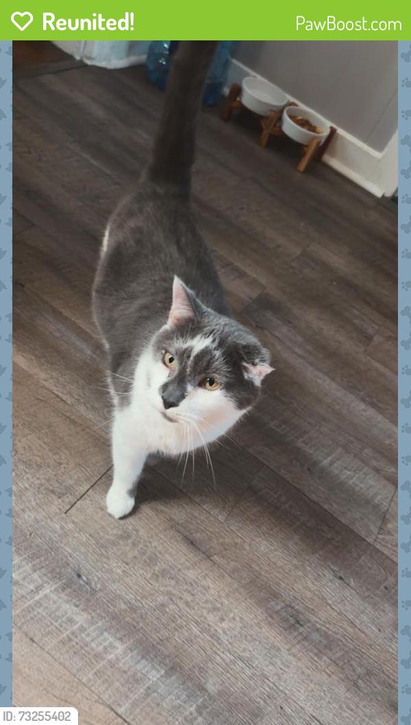 Reunited Male Cat last seen Liberty st, Westminster, MD 21157