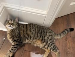 Reunited Male Cat last seen Kingston crown court, Greater London, England 