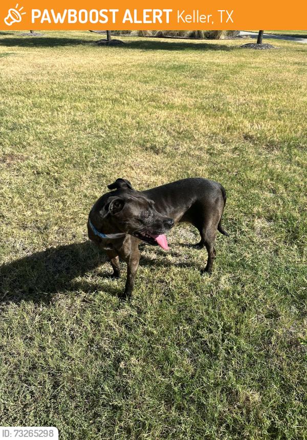 Found/Stray Female Dog last seen Found in Gean ests neighborhood (Bourland and Johnson Rd are major streets near by) took dog to Keller Police Department. Please call non emergency number for more info, Keller, TX 76248