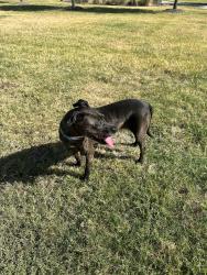Found/Stray Female Dog last seen Found in Gean ests neighborhood (Bourland and Johnson Rd are major streets near by) took dog to Keller Police Department. Please call non emergency number for more info, Keller, TX 76248