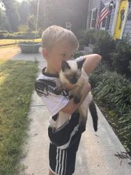 Reunited Unknown Cat last seen Rio Vista Dr, Dalton, GA 30720, USA, Dalton, GA 30720