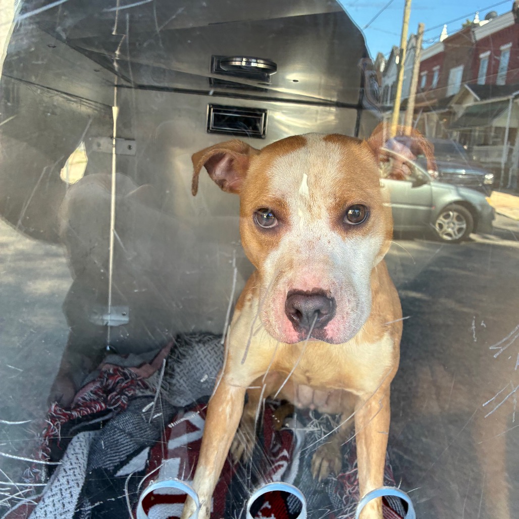Shelter Stray Female Dog last seen , Animal Care & Control Team of Philly, 111 W Hunting Park Ave, Philadelphia, PA 19140, USA