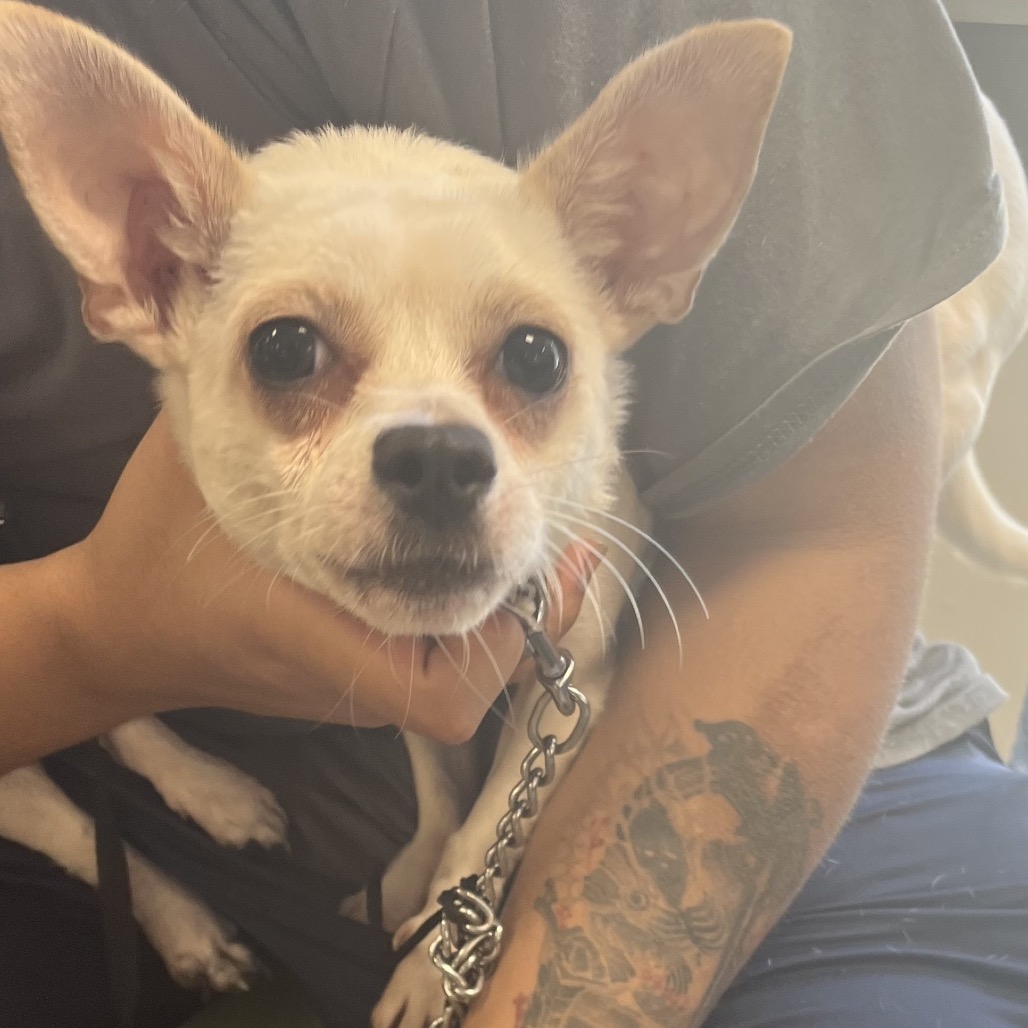 Shelter Stray Female Dog last seen , Animal Care & Control Team of Philly, 111 W Hunting Park Ave, Philadelphia, PA 19140, USA