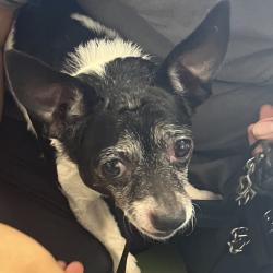 Shelter Stray Male Dog last seen , Animal Care & Control Team of Philly, 111 W Hunting Park Ave, Philadelphia, PA 19140, USA