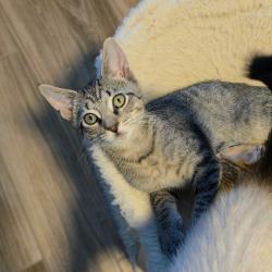 Shelter Stray Male Cat last seen , 8020 Washington St, Port Richey, FL 34668, USA
