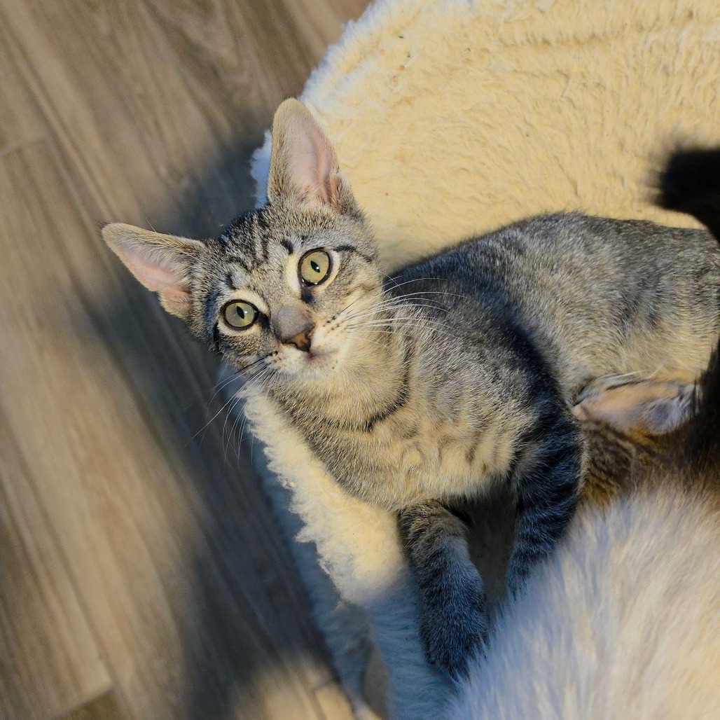 Shelter Stray Male Cat last seen , 8020 Washington St, Port Richey, FL 34668, USA