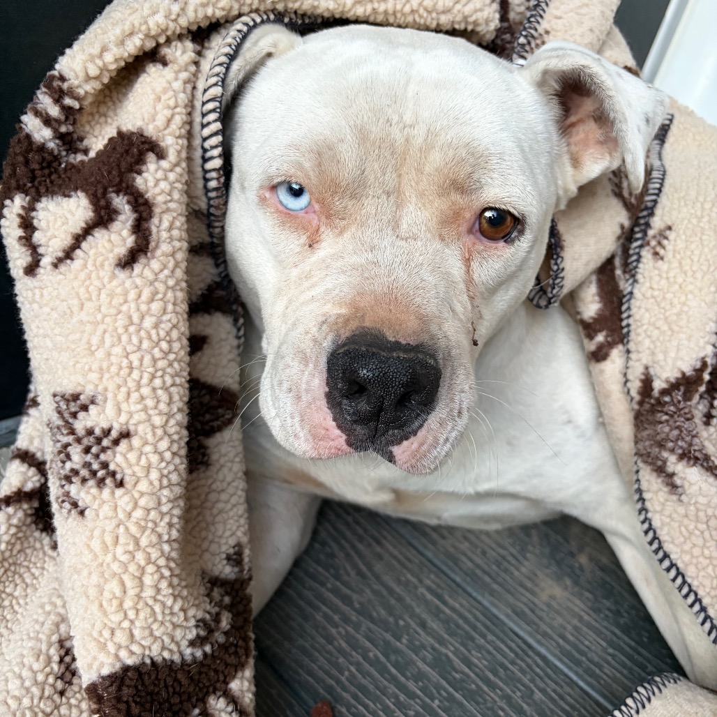 Shelter Stray Female Dog last seen , 1500 Idalia Rd NE, Bernalillo, NM 87004, USA