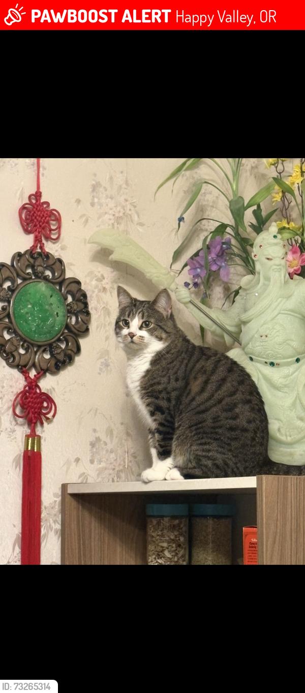 Lost Female Cat last seen St Lucy lane and sunnyside road, Happy Valley, OR 97086