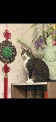 Lost Female Cat last seen St Lucy lane and sunnyside road, Happy Valley, OR 97086