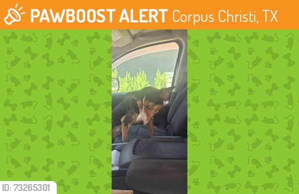 Found/Stray Unknown Dog last seen SH 361, Corpus Christi, TX 78373