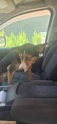 Found/Stray Unknown Dog last seen SH 361, Corpus Christi, TX 78373