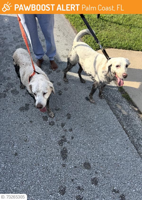 Found/Stray Female Dog last seen Near Birchshire Ln. Palm Coast FL 32137, Palm Coast, FL 32137