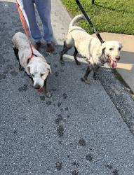 Found/Stray Female Dog last seen Near Birchshire Ln. Palm Coast FL 32137, Palm Coast, FL 32137