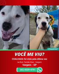 Lost Male Dog last seen Pedagio, Bacci, SP 12914-970