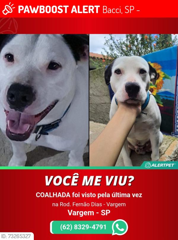 Lost Male Dog last seen Pedagio, Bacci, SP 12914-970