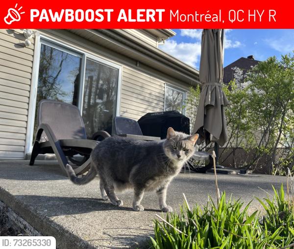 Lost Female Cat last seen Parc du boisé, Montréal, QC H8Y 3R8