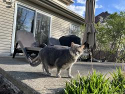 Lost Female Cat last seen Parc du boisé, Montréal, QC H8Y 3R8
