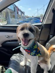 Lost Male Dog last seen Cassady Ave, Columbus, OH 43219