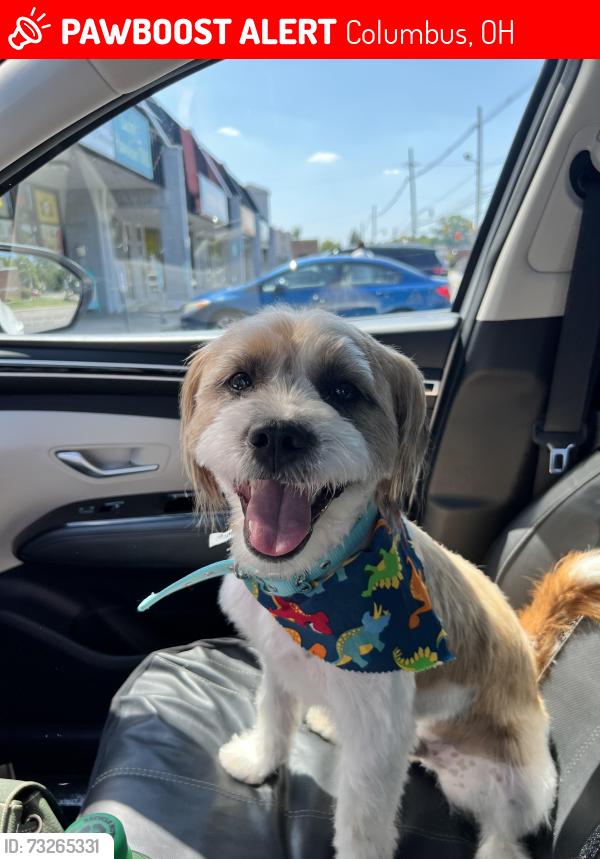 Lost Male Dog last seen Cassady Ave, Columbus, OH 43219