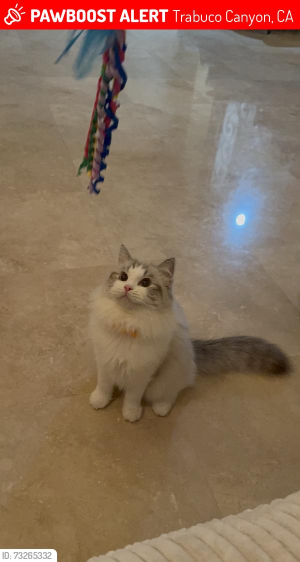 Lost Female Cat last seen Santa margarita catholic hs, Trabuco Canyon, CA 92679